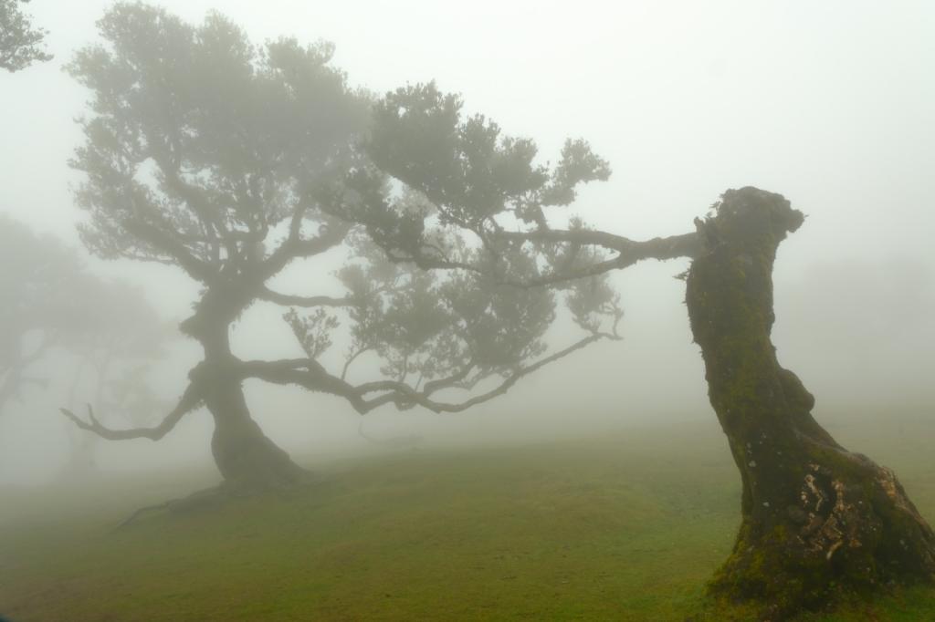 Magiczne serce Madery czekają duże zmiany. Nowe zasady w niezwykłym lesie Fanal